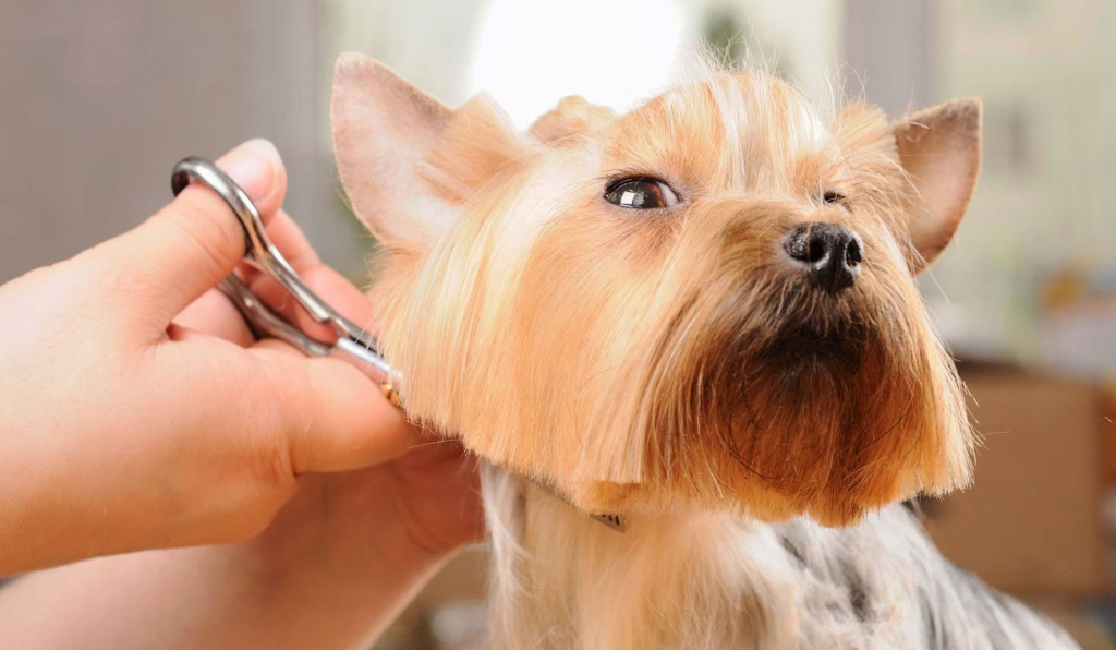 5 consejos para cortar el pelo a tu perro - Clínica Veterinaria La