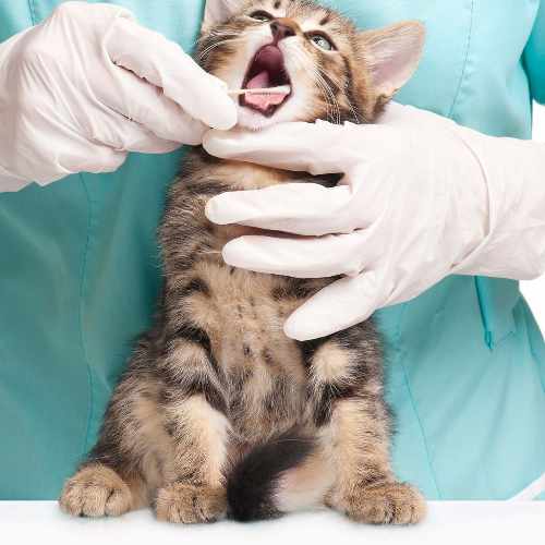 Análisis Clínicos Veterinario Granada y La Zubia