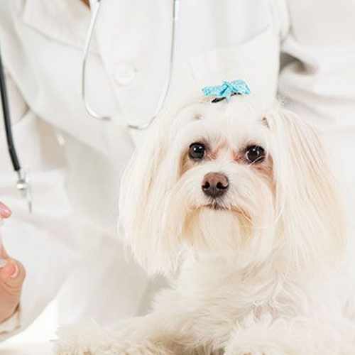 Control del dolor veterinario Granada y La Zubia