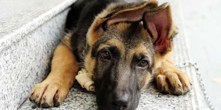 debo-desparasitar-mascota ¿Por qué debo desparasitar a mi mascota?