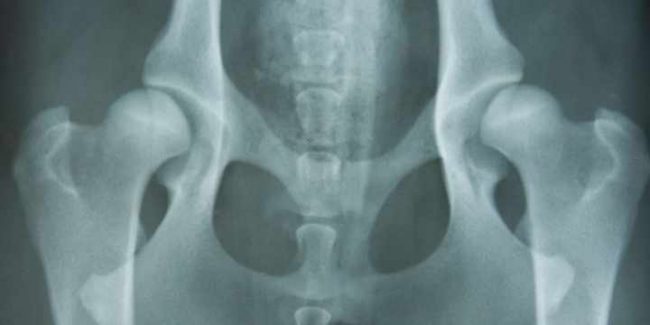 displasia-de-cadera-en-perros Displasia de cadera en perros