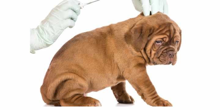Enfermedades comunes en perros, ¿qué es la parvovirosis canina?