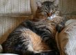 Gatos con sobrepeso