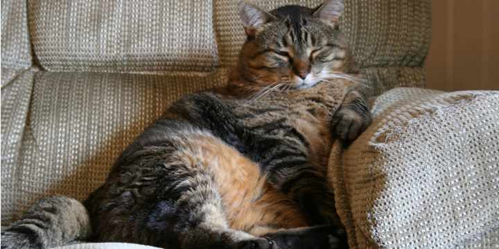 Gatos con sobrepeso