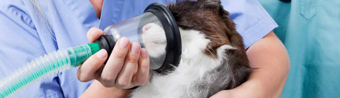 Oxigenoterapia Veterinario Granada y La Zubia