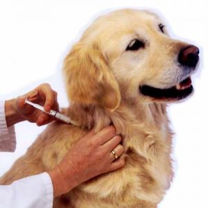 Vacunaciones para perros