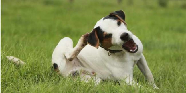 alerta-con-los-parasitos-esta-primavera Alerta con los parásitos esta primavera