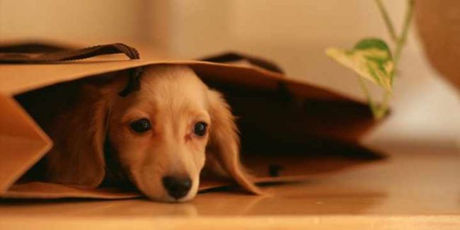 el-estres-en-las-mascotas El estrés en las mascotas