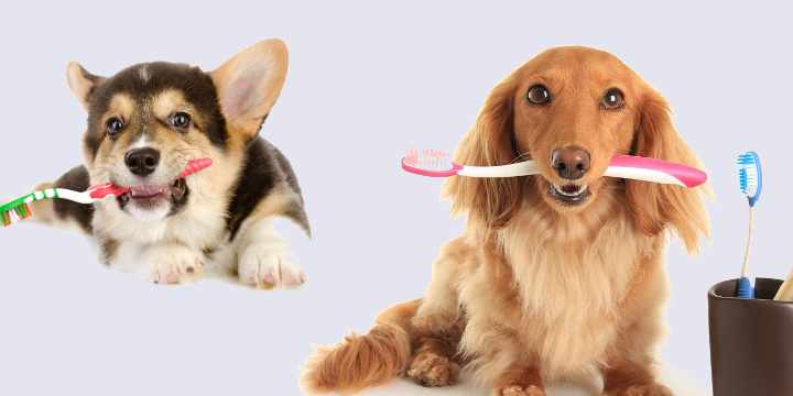 La importancia de la limpieza dental canina