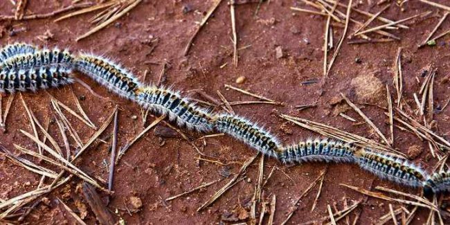 procesionaria-un-peligro-real-para-los-perros Procesionaria, un peligro real para los perros