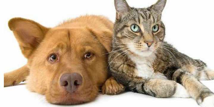 Diabetes en perros y gatos