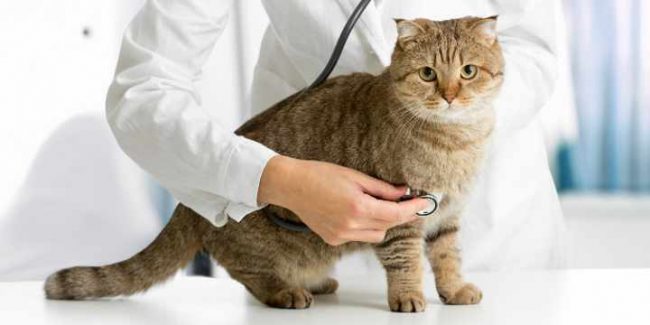 ¿Por qué castrar o esterilizar a los gatos?