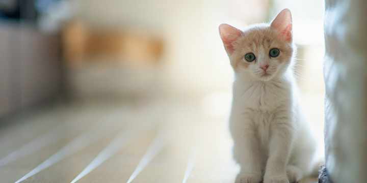 Vómito blanco y espumoso en gatos, ¿a qué se debe?