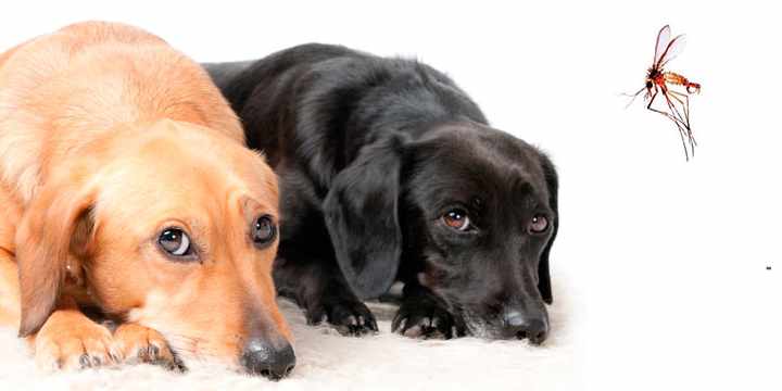 10 medidas para evitar que tu perro sufra leishmaniosis