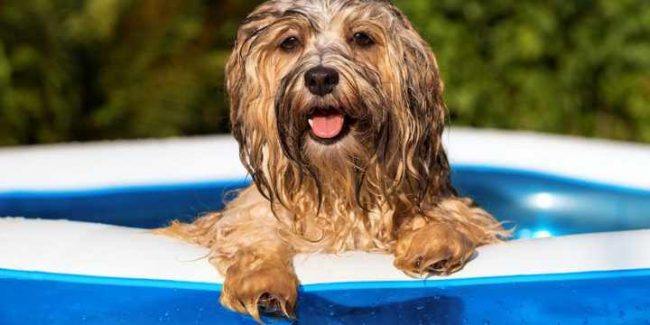 como-proteger-a-los-perros-de-un-golpe-de-calor Cómo proteger a los perros de un golpe de calor