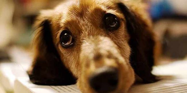 El peligro de las heridas abiertas en mascotas