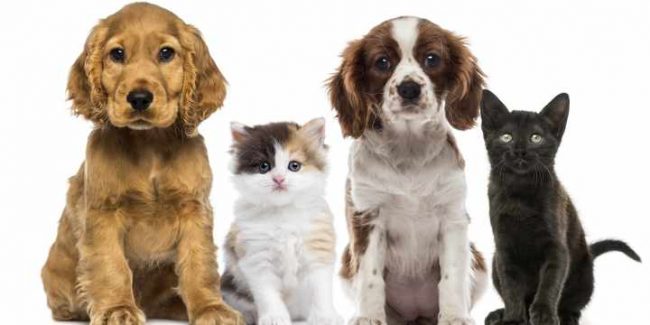 Las alergias más comunes en perros