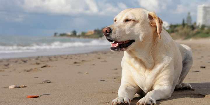 ¿El agua del mar es tóxica para los perros? Sí, ¡MUCHO!