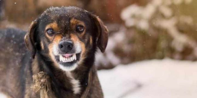 la-rabia-es-obligatorio-vacunar-a-mi-perro-todos-los-anos La rabia, ¿es obligatorio vacunar a mi perro todos los años?