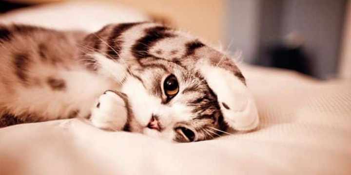 Otitis en gatos: Causas y síntomas