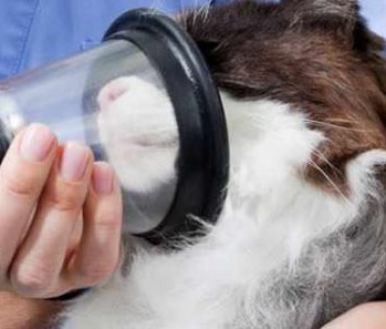 Oxigenoterapia mascotas