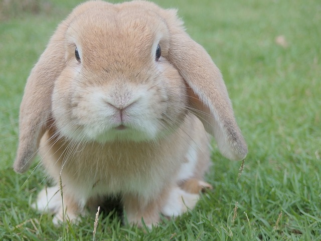 Disparates oscuro reporte Cómo eliminar los ácaros en los conejos? - Clínica Veterinaria La Zubia
